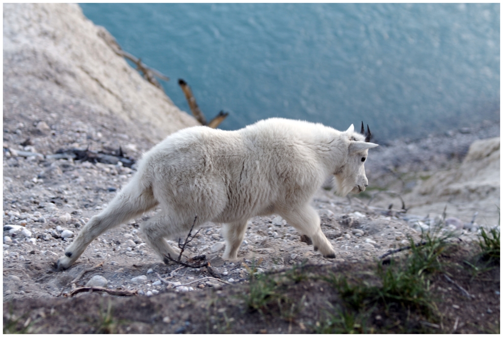 06 - Icefields Parkway (23) - Mountain Goat.jpg